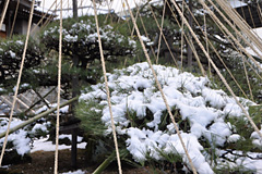 雪づり